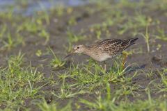 Pectoral Sandpiper, Calidris melanotos