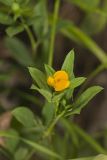 Pencilflower, Stylosanthes biflora