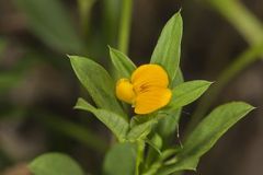 Pencilflower