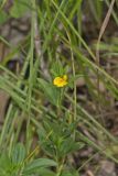 Pencilflower, Stylosanthes biflora