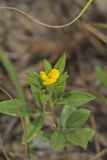 Pencilflower, Stylosanthes biflora