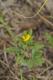 Pencilflower, Stylosanthes biflora