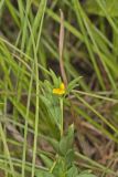 Pencilflower, Stylosanthes biflora