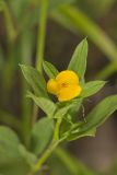 Pencilflower, Stylosanthes biflora