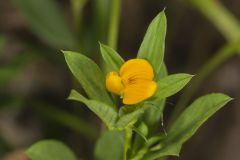 Pencilflower, Stylosanthes biflora