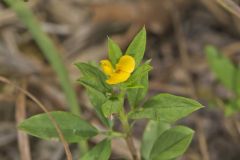 Pencilflower, Stylosanthes biflora