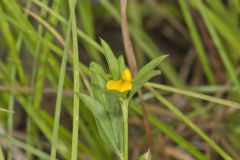 Pencilflower, Stylosanthes biflora