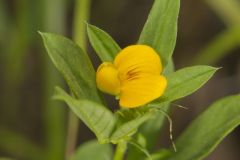 Pencilflower, Stylosanthes biflora