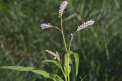 Pennsylvania Smartweed, Persicaria pensylvanica