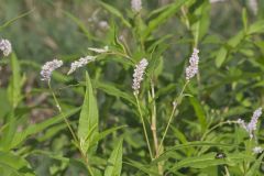 Pennsylvania Smartweed, Persicaria pensylvanica