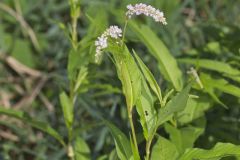 Pennsylvania Smartweed, Persicaria pensylvanica
