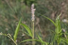 Pennsylvania Smartweed, Persicaria pensylvanica