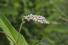 Pennsylvania Smartweed, Persicaria pensylvanica