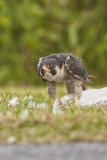 Peregrine Falcon,  Falco peregrinus