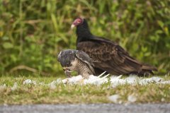 Peregrine Falcon,  Falco peregrinus