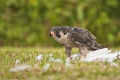 Peregrine Falcon,  Falco peregrinus