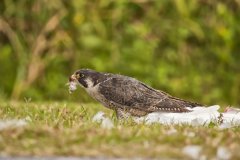 Peregrine Falcon,  Falco peregrinus