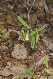 Perfoliate Bellwort, Uvularia perfoliata