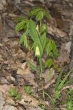 Perfoliate Bellwort, Uvularia perfoliata