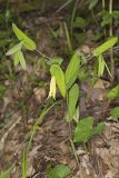 Perfoliate Bellwort, Uvularia perfoliata