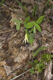 Perfoliate Bellwort, Uvularia perfoliata