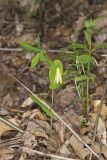 Perfoliate Bellwort, Uvularia perfoliata