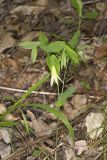 Perfoliate Bellwort, Uvularia perfoliata