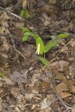 Perfoliate Bellwort, Uvularia perfoliata