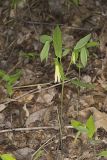Perfoliate Bellwort, Uvularia perfoliata