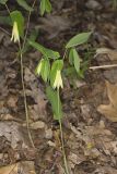 Perfoliate Bellwort, Uvularia perfoliata