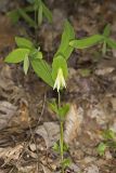 Perfoliate Bellwort, Uvularia perfoliata