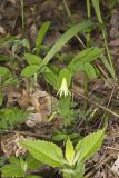 Perfoliate Bellwort, Uvularia perfoliata