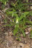 Perfoliate Bellwort, Uvularia perfoliata