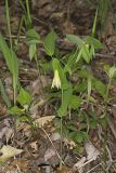 Perfoliate Bellwort, Uvularia perfoliata