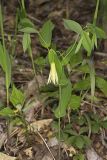 Perfoliate Bellwort, Uvularia perfoliata