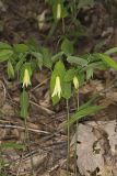 Perfoliate Bellwort, Uvularia perfoliata