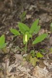 Perfoliate Bellwort, Uvularia perfoliata