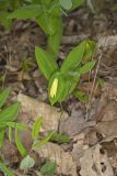 Perfoliate Bellwort, Uvularia perfoliata