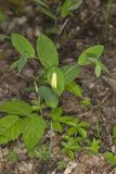 Perfoliate Bellwort, Uvularia perfoliata