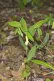Perfoliate Bellwort, Uvularia perfoliata