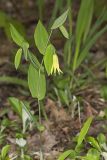 Perfoliate Bellwort, Uvularia perfoliata