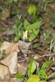 Perfoliate Bellwort, Uvularia perfoliata