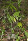 Perfoliate Bellwort, Uvularia perfoliata