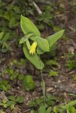 Perfoliate Bellwort, Uvularia perfoliata