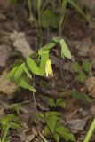 Perfoliate Bellwort, Uvularia perfoliata