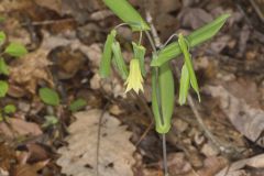 Perfoliate Bellwort, Uvularia perfoliata
