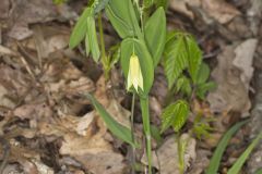 Perfoliate Bellwort, Uvularia perfoliata