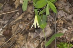 Perfoliate Bellwort, Uvularia perfoliata