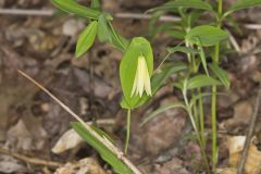 Perfoliate Bellwort, Uvularia perfoliata