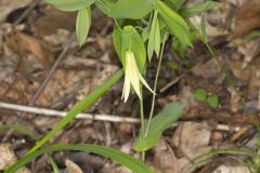 Perfoliate Bellwort, Uvularia perfoliata